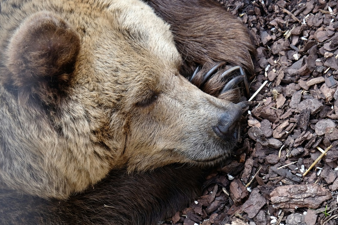 hibernating-bear