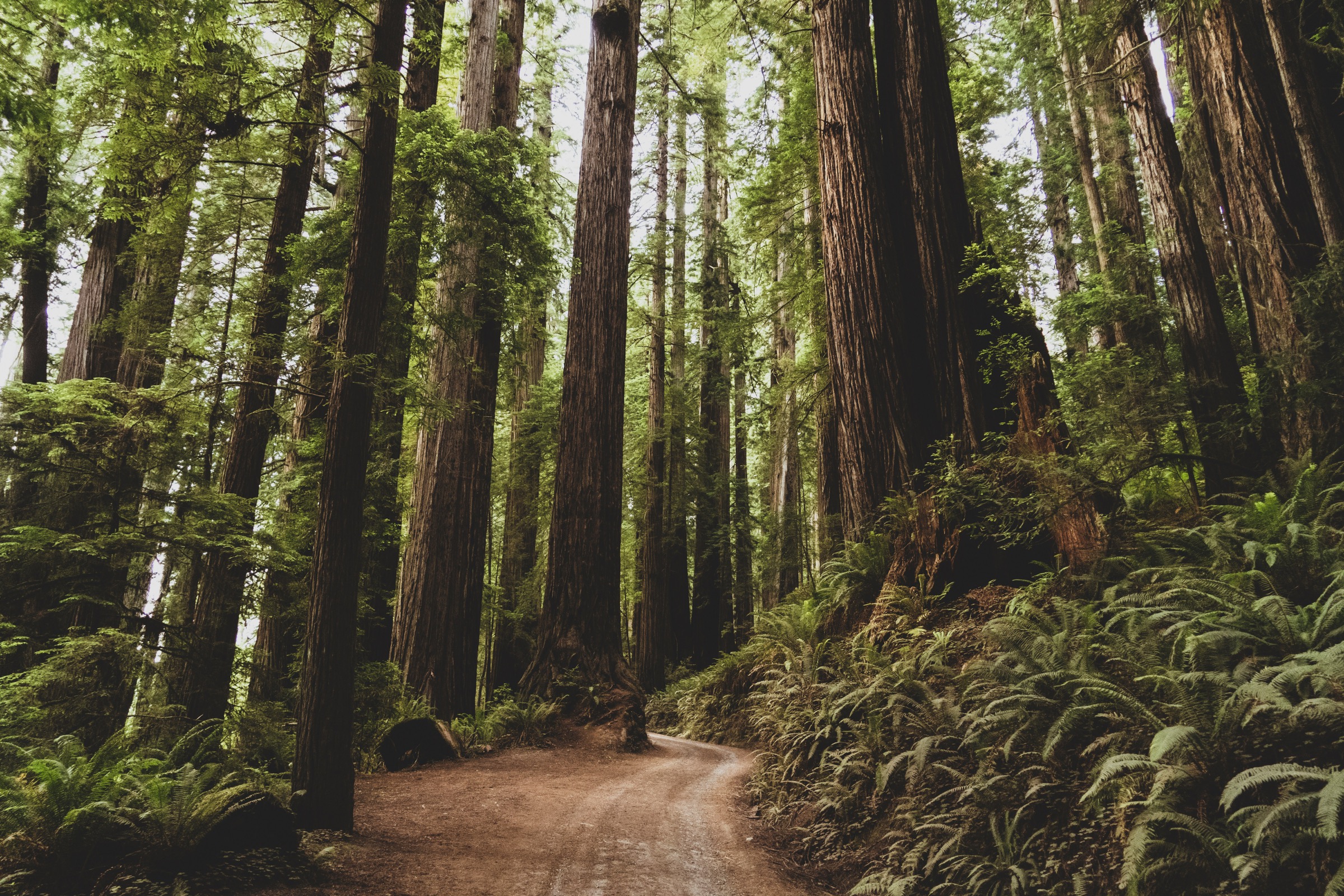 redwood-forest