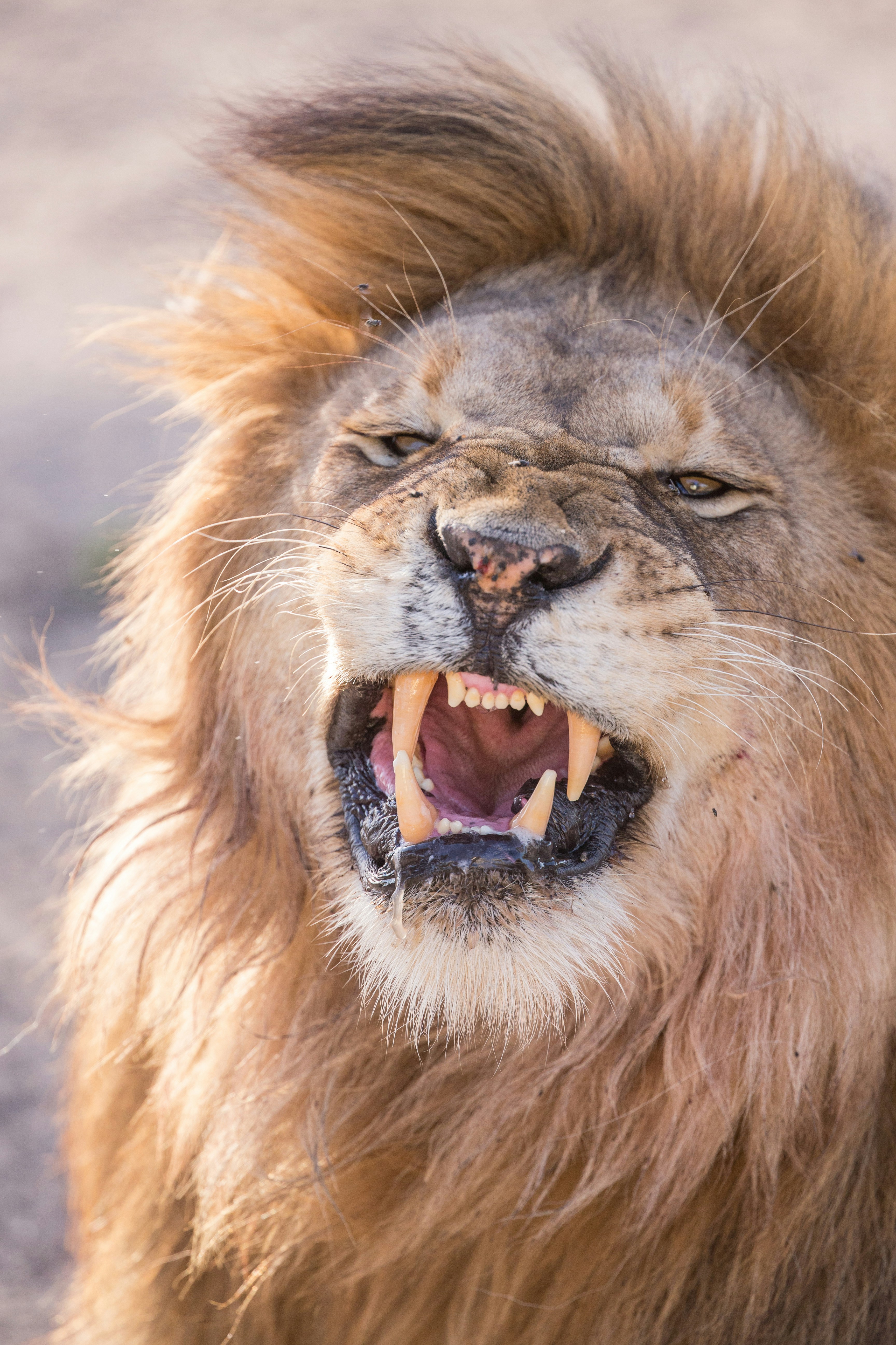 snarly-lion